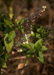 Coleus daviesii