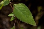 Coleus daviesii