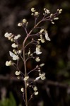 Coleus daviesii