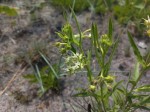 Asclepias grandirandii