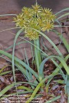 Cyperus crassipes