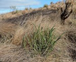 Euphorbia stenocaulis