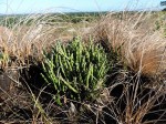 Euphorbia stenocaulis