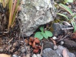 Ceropegia leptotes