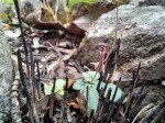 Ceropegia leptotes