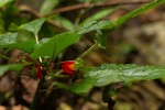 Impatiens niamniamensis