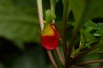 Impatiens niamniamensis