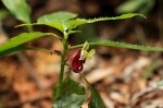 Impatiens niamniamensis