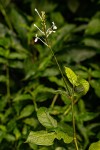 Pseuderanthemum ludovicianum