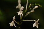 Pseuderanthemum ludovicianum