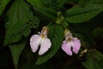 Impatiens burtonii