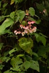 Begonia meyeri-johannis