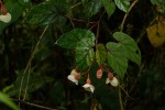 Begonia meyeri-johannis