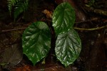 Begonia pulcherrima