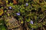 Lobelia minutula