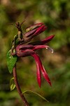 Lobelia petiolata