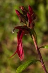 Lobelia petiolata