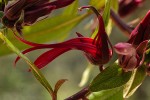 Lobelia petiolata