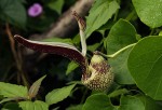 Aristolochia ringens