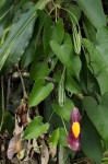 Aristolochia odoratissima L.