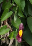 Aristolochia odoratissima L.