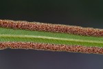 Pteris vittata