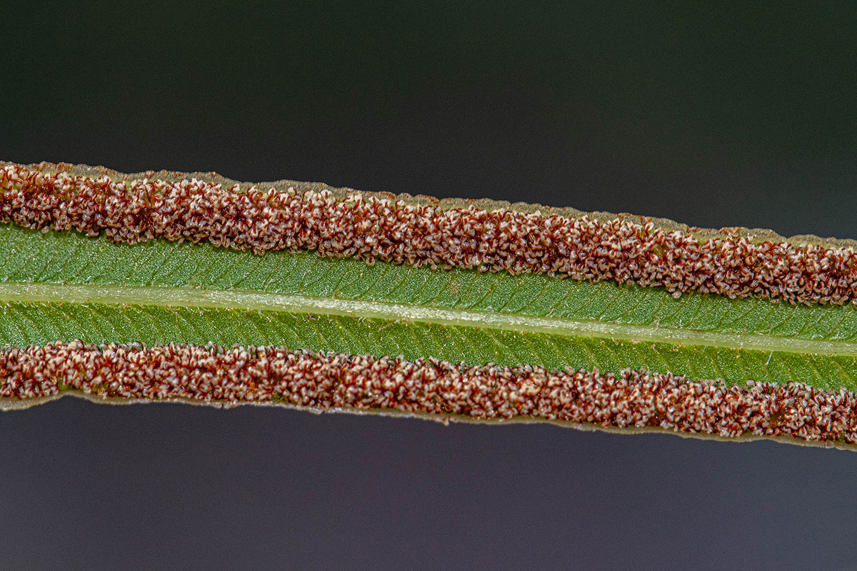 Pteris vittata