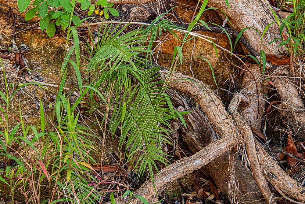 Pteris vittata