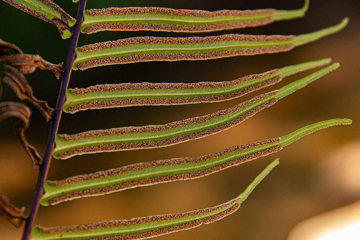 Pteris vittata