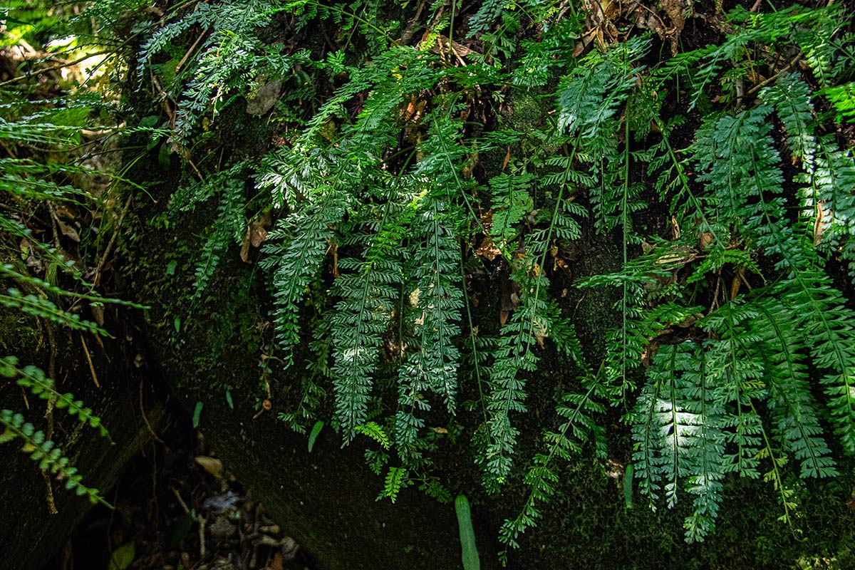 Asplenium dregeanum