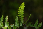 Asplenium protensum