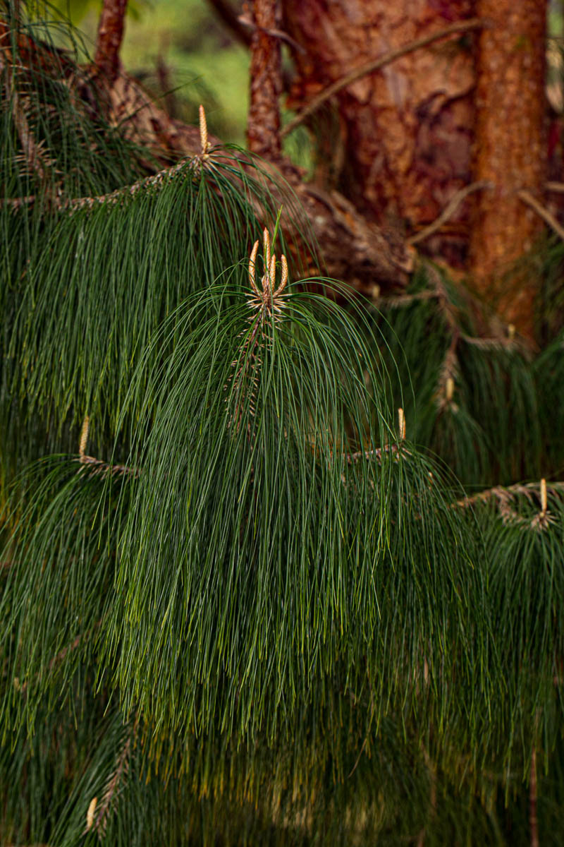 Pinus patula