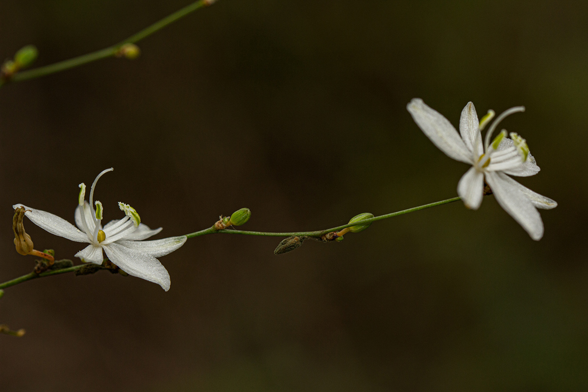 Chlorophytum galpinii var. matabelense