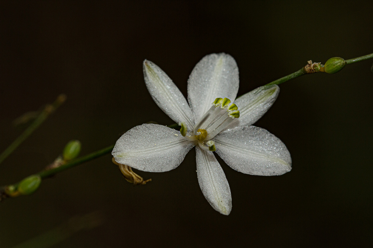 Chlorophytum galpinii var. matabelense