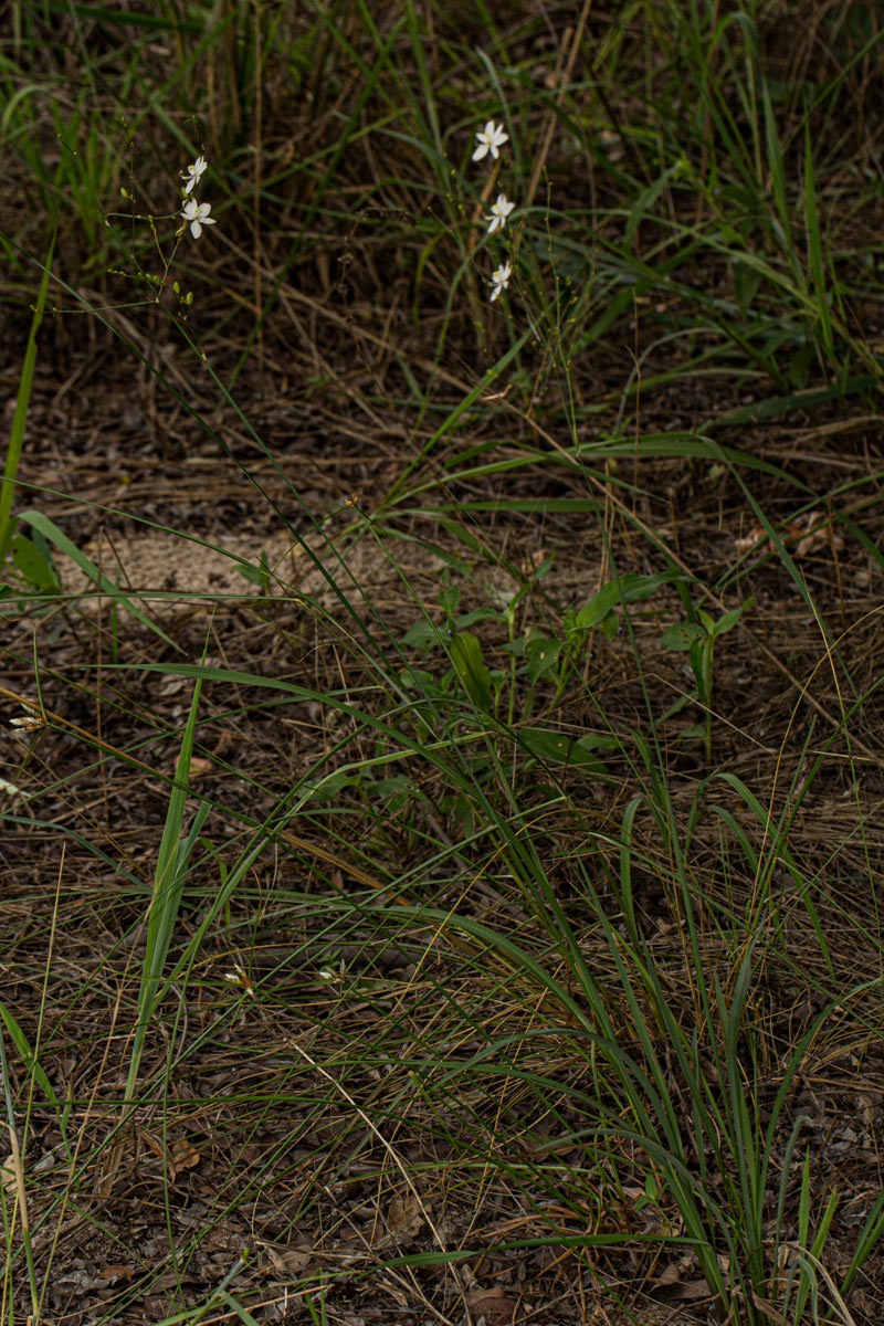 Chlorophytum galpinii var. matabelense