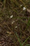 Chlorophytum galpinii var. matabelense