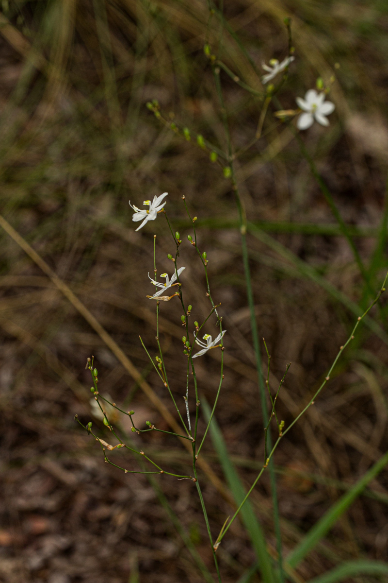 Chlorophytum galpinii var. matabelense