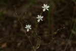 Chlorophytum galpinii var. matabelense