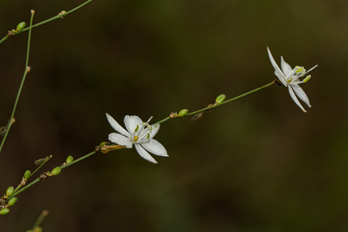 Chlorophytum galpinii var. matabelense