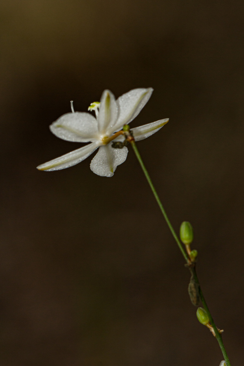 Chlorophytum galpinii var. matabelense