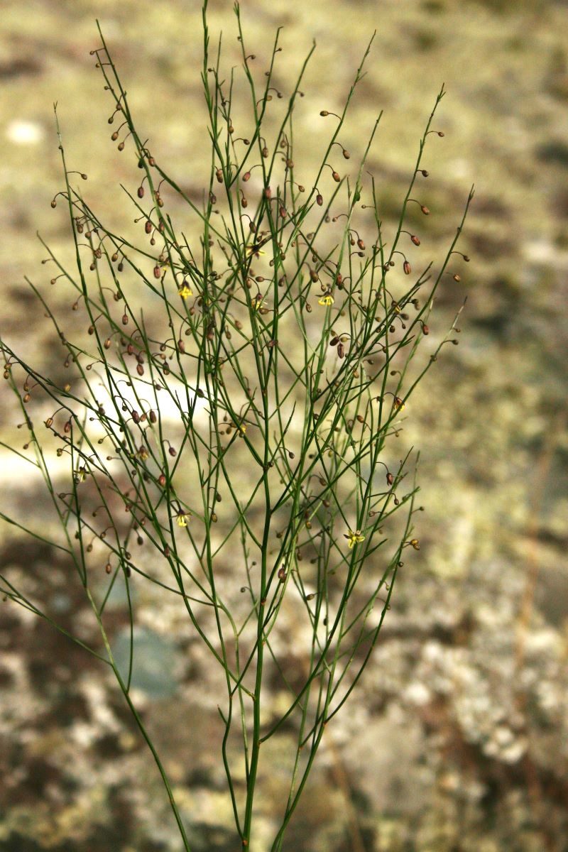 Asparagus virgatus