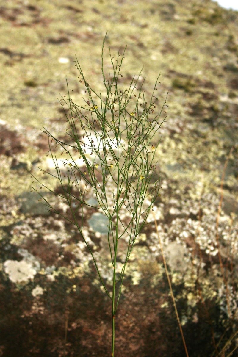 Asparagus virgatus