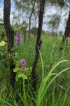 Brachycorythis pleistophylla subsp. pleistophylla