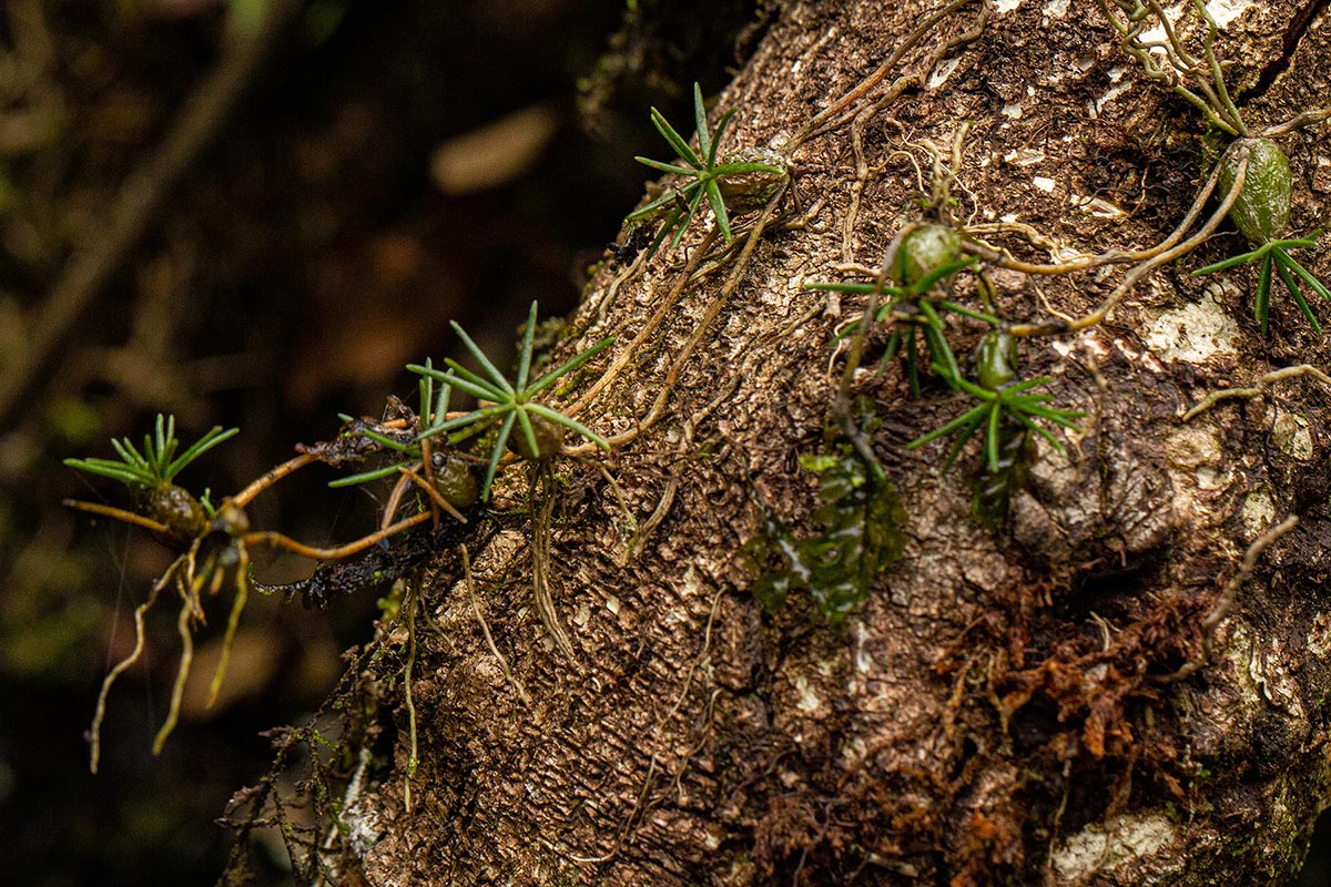 Chaseella pseudohydra