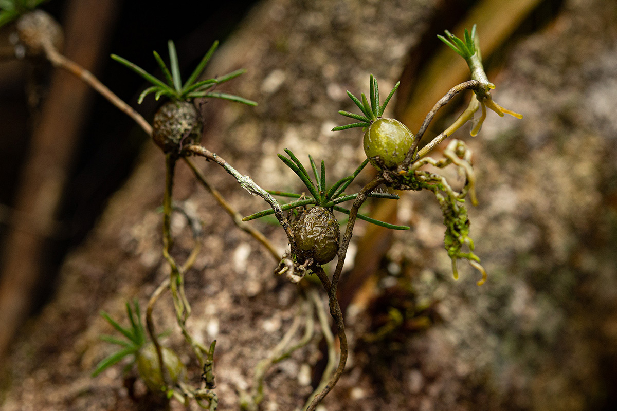 Chaseella pseudohydra