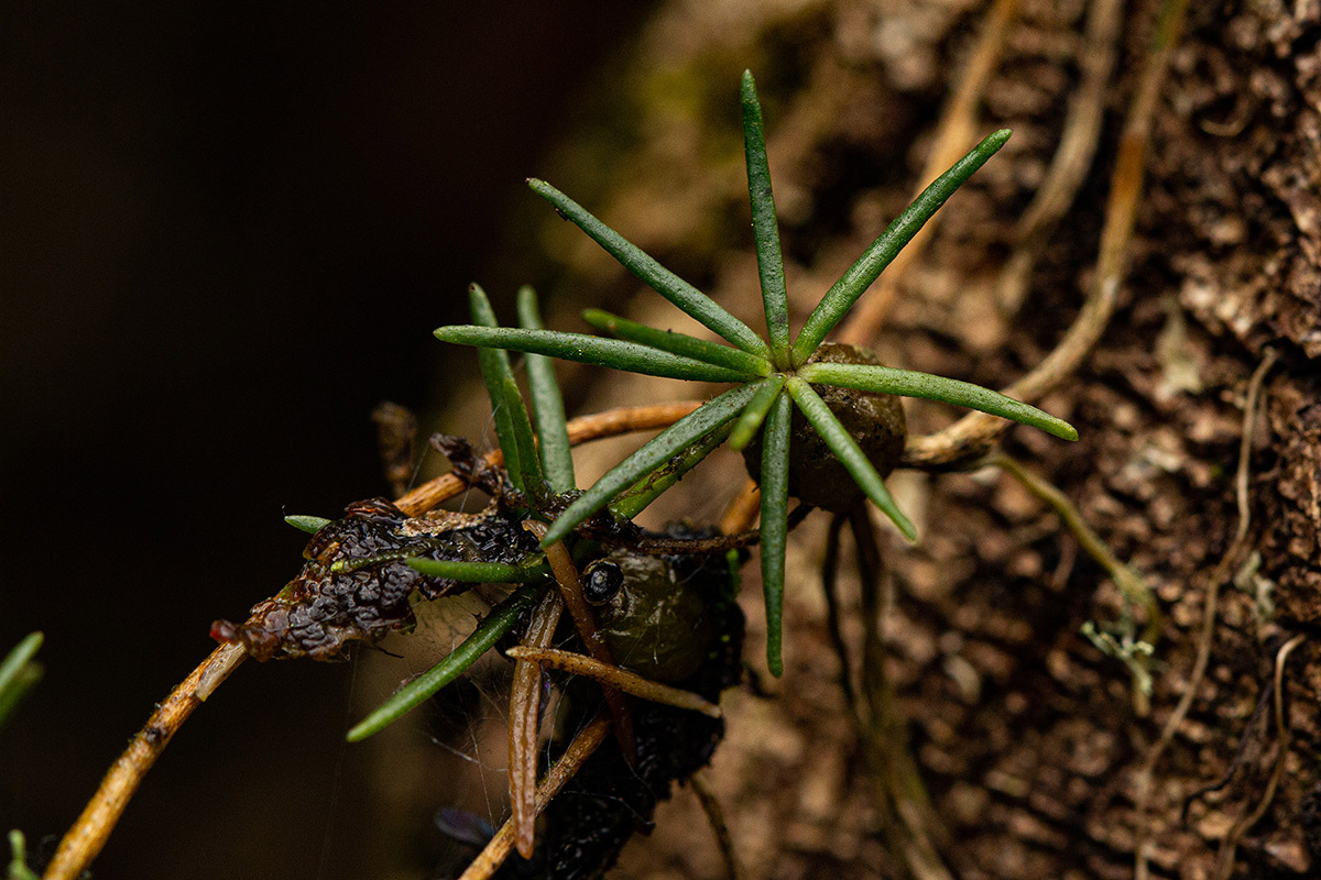 Chaseella pseudohydra