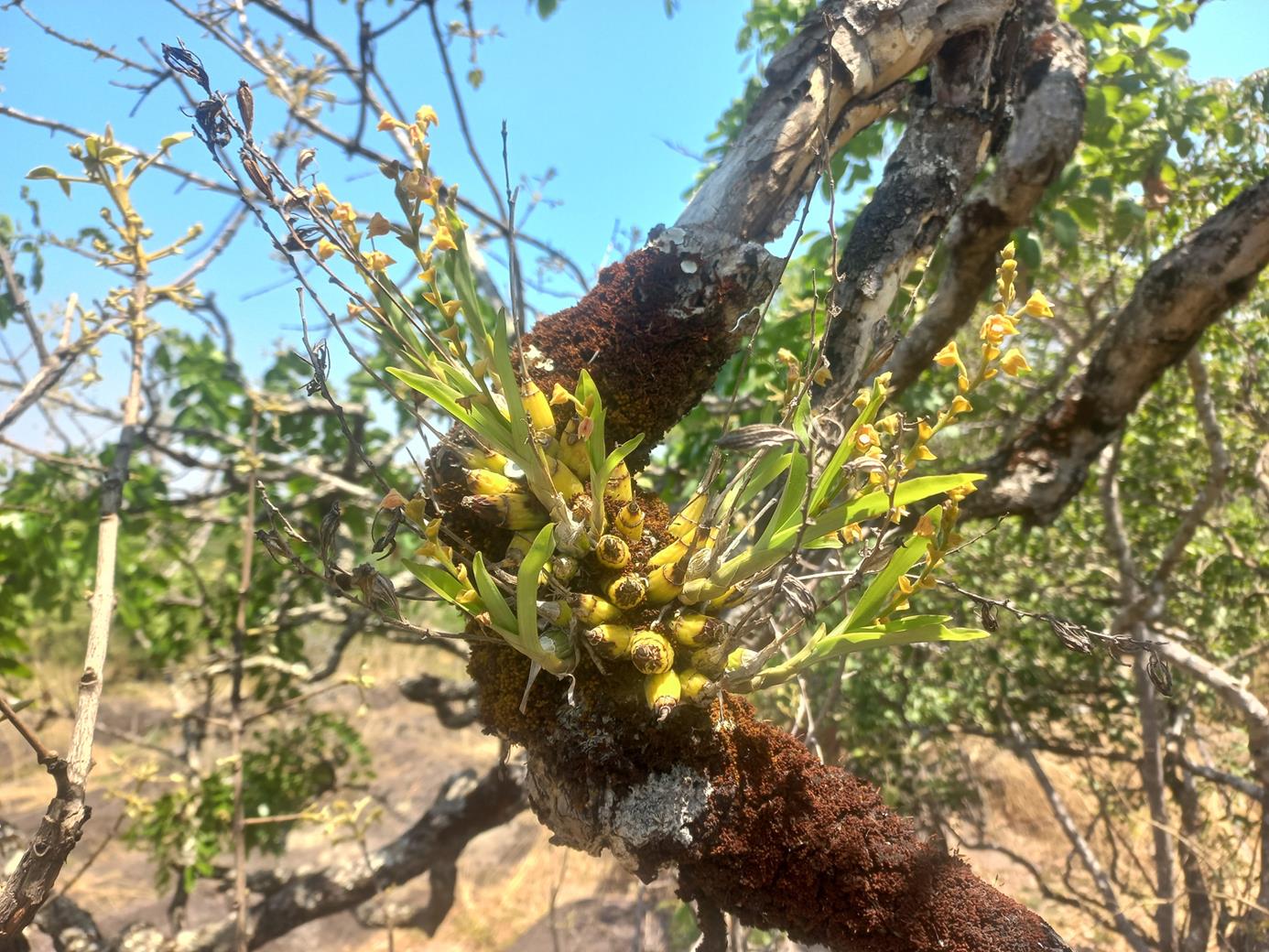 Polystachya zambesiaca