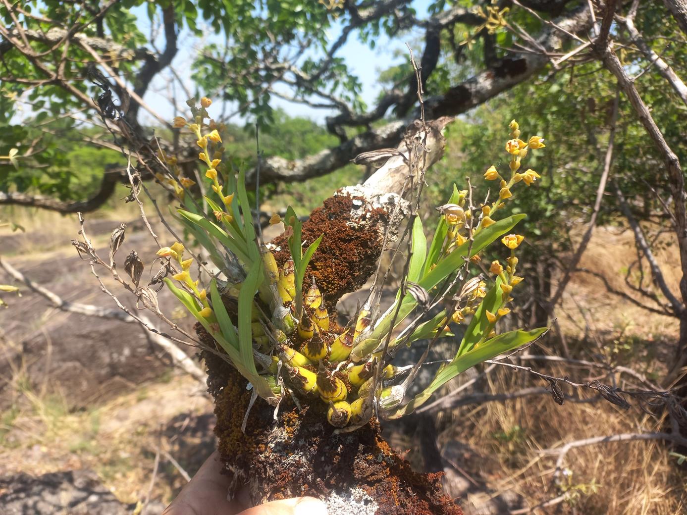 Polystachya zambesiaca