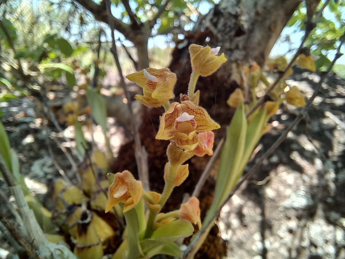 Polystachya zambesiaca