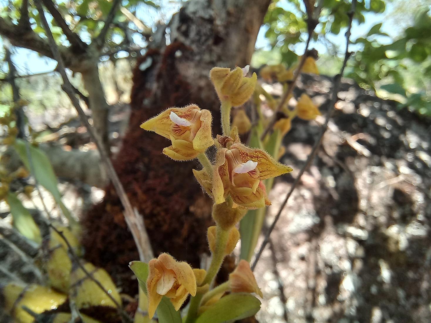 Polystachya zambesiaca